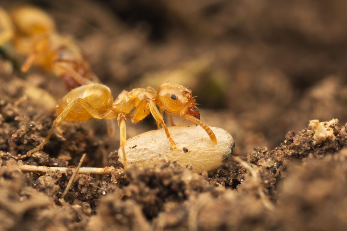 Yellow Meadow Ant with pupa 1